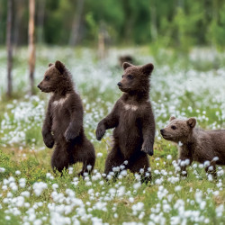 Falinaptár képes lemeznaptár 300x300mm, Animal Cuties Realsystem 2027. Falinaptár Realsystem