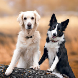 Falinaptár képes lemeznaptár 300x300mm, Dogs Realsystem 2027. Falinaptár Realsystem