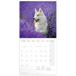 Falinaptár képes lemeznaptár 300x300mm, Dogs Realsystem 2026. Falinaptár Realsystem