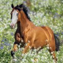 Falinaptár képes lemeznaptár 300x300mm, Horses – Christiane Slawik Realsystem 2027.