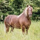 Falinaptár képes lemeznaptár 300x300mm, Horses – Christiane Slawik Realsystem 2027.