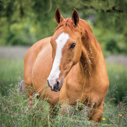 Falinaptár képes lemeznaptár 300x300mm, Horses – Christiane Slawik Realsystem 2027.