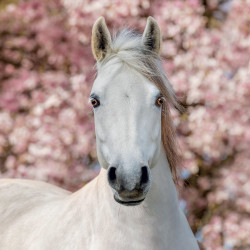 Falinaptár képes lemeznaptár 300x300mm, Horses – Christiane Slawik Realsystem 2027.