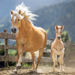 Falinaptár képes lemeznaptár 300x300mm, Horses – Christiane Slawik Realsystem 2027.