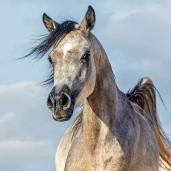 Falinaptár képes lemeznaptár 300x300mm, Horses – Christiane Slawik Realsystem 2027.