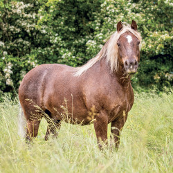 Falinaptár képes lemeznaptár 300x300mm, Horses – Christiane Slawik Realsystem 2027.