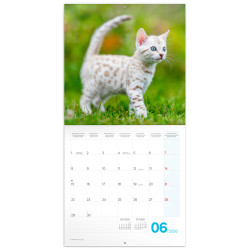 Falinaptár képes lemeznaptár 300x300mm, Kittens Realsystem 2026.