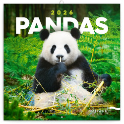 Falinaptár képes lemeznaptár 300x300mm, Pandas Realsystem 2027. Falinaptár Realsystem