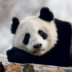 Falinaptár képes lemeznaptár 300x300mm, Pandas Realsystem 2027. Falinaptár Realsystem