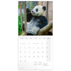 Falinaptár képes lemeznaptár 300x300mm, Pandas Realsystem 2027. Falinaptár Realsystem