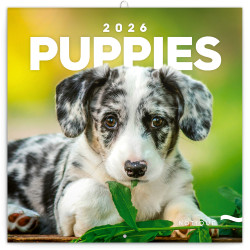 Falinaptár képes lemeznaptár 300x300mm, Puppies Realsystem 2026. Falinaptár Realsystem
