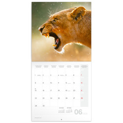 Falinaptár képes lemeznaptár 300x300mm, Wild Animals Realsystem 2026.