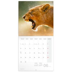 Falinaptár képes lemeznaptár 300x300mm, Wild Animals Realsystem 2026. Falinaptár Realsystem
