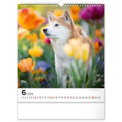 Falinaptár képes  300x340mm Dogs Realsystem 2026. Falinaptár Realsystem