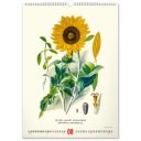Falinaptár képes  330×460mm Vintage Posters-Herbarium Realsystem 2027.
