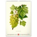 Falinaptár képes  330×460mm Vintage Posters-Herbarium Realsystem 2027.