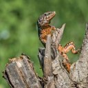 Falinaptár képes lemeznaptár 300x300mm, Lizards Realsystem 2027.