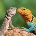 Falinaptár képes lemeznaptár 300x300mm, Lizards Realsystem 2027.