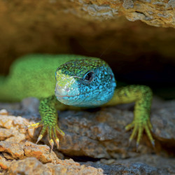 Falinaptár képes lemeznaptár 300x300mm, Lizards Realsystem 2027. Falinaptár Realsystem