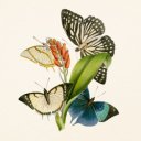 Falinaptár képes lemeznaptár 300x300mm, Butterflies Realsystem 2027.