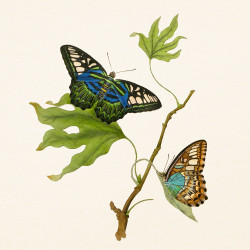 Falinaptár képes lemeznaptár 300x300mm, Butterflies Realsystem 2027.
