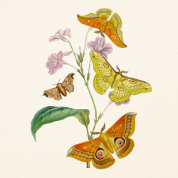 Falinaptár képes lemeznaptár 300x300mm, Butterflies Realsystem 2027.