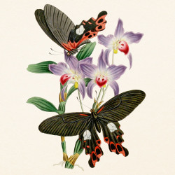 Falinaptár képes lemeznaptár 300x300mm, Butterflies Realsystem 2027.