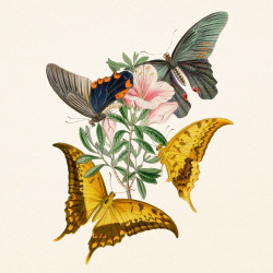 Falinaptár képes lemeznaptár 300x300mm, Butterflies Realsystem 2027.