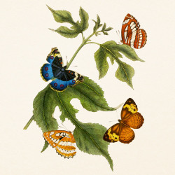 Falinaptár képes lemeznaptár 300x300mm, Butterflies Realsystem 2027.