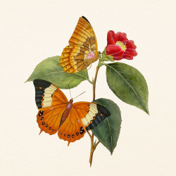 Falinaptár képes lemeznaptár 300x300mm, Butterflies Realsystem 2027.