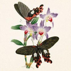 Falinaptár képes lemeznaptár 300x300mm, Butterflies Realsystem 2027. Napló Realsystem