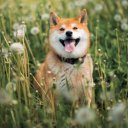 Falinaptár képes lemeznaptár 300x300mm, Happy Doge Realsystem 2027.