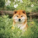 Falinaptár képes lemeznaptár 300x300mm, Happy Doge Realsystem 2027.