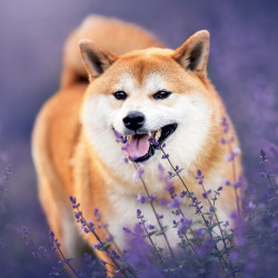 Falinaptár képes lemeznaptár 300x300mm, Happy Doge Realsystem 2027.