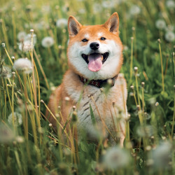 Falinaptár képes lemeznaptár 300x300mm, Happy Doge Realsystem 2027.