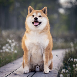 Falinaptár képes lemeznaptár 300x300mm, Happy Doge Realsystem 2027.