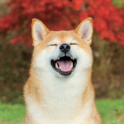 Falinaptár képes lemeznaptár 300x300mm, Happy Doge Realsystem 2027.