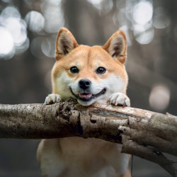 Falinaptár képes lemeznaptár 300x300mm, Happy Doge Realsystem 2027.