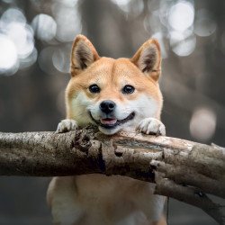 Falinaptár képes lemeznaptár 300x300mm, Happy Doge Realsystem 2027. Napló Realsystem