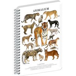 Jegyzetfüzet ikerspirálos Animalium – Felines, négyzethálós, 21x29,7cm A4, Presco Napló Presco