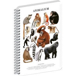 Jegyzetfüzet ikerspirálos Animalium – Primates, négyzethálós, 14,8x21cm A5, Presco Napló Presco